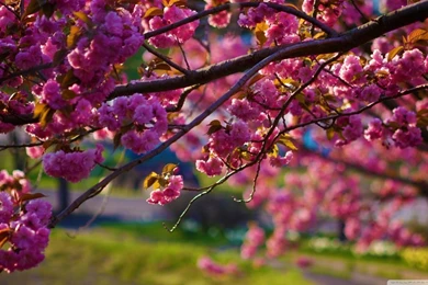 Spring Walk Away HD Desktop Wallpapers : High Definition ...