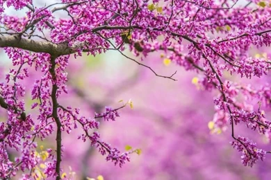 Spring Season Wallpapers