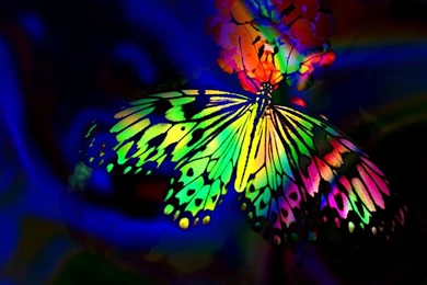 High Definition Butterfly Wallpapers For Free Download