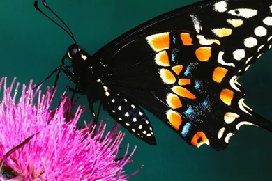 Butterfly hd wallpapers.jpg