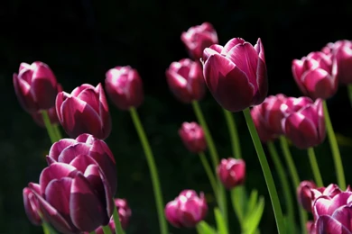 Spring Pink Tulips Wallpapers