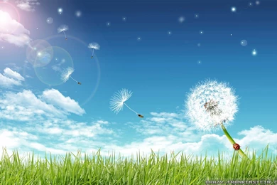 Spring Nature Wallpapers   Crazy Frankenstein