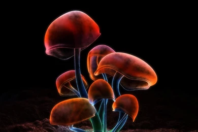 Mushrooms Wallpapers   Digital Art Wallpapers