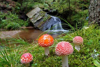 PHOTOGRAPHY] Amanita Muscaria Wallpapers   ART FOR YOUR WALLPAPER