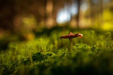 Gallery For   Mushroom Hd Wallpapers