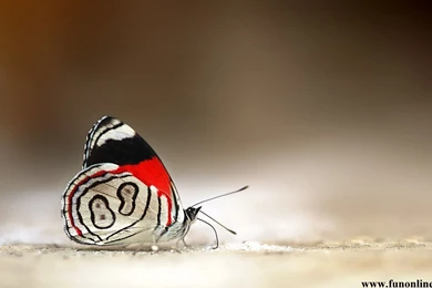 Desktop hd butterfly images.jpg
