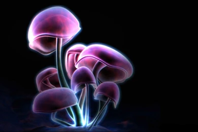 Mushrooms   Photo Wallpapers And Pictures With Mushrooms ...