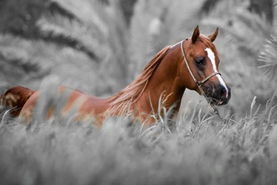 Horse wallpapers hd.jpg