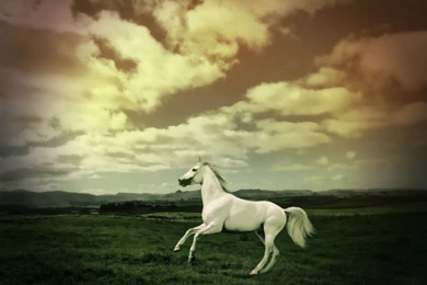 Gallery For   Running Horses Wallpapers Hd