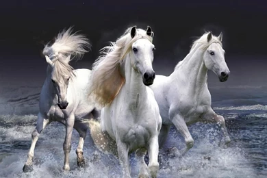 White Horse (id: 68333) – BUZZERG