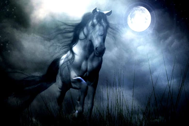 Horse Wallpapers Full HD
