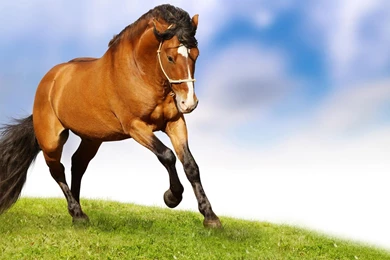 Gallery For   Running Horses Wallpapers Hd