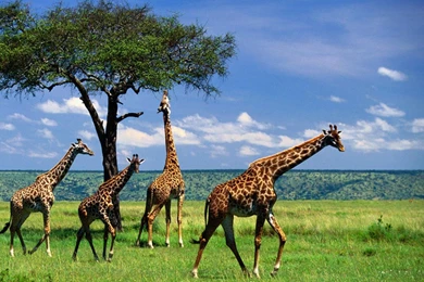 Giraffe hd wallpapers   Wallpapers Wave