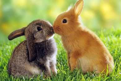 Cute Rabbit HD Wallpapers
