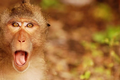 Most Famous HD Wallpapers Of Angry Monkey Animal