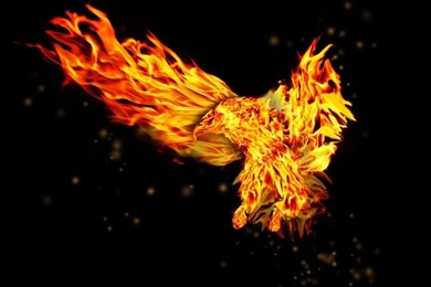 Eagle wallpaper 1092 wallpapers amazing.jpg