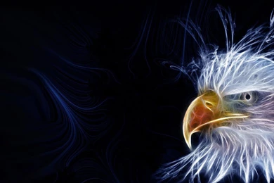 High Definition Eagle Wallpapers For Free Download