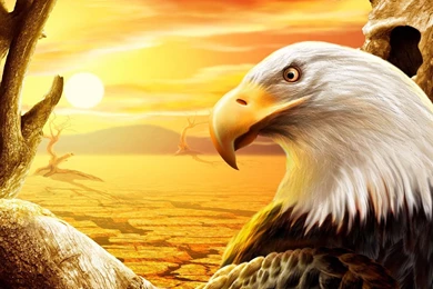 Eagle wallpaper 1260 wallpapers background.jpg