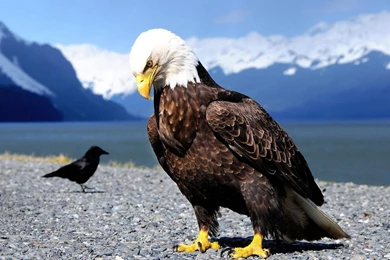 Hd cool eagle wallpapers.jpg