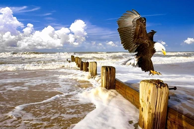 High Definition Eagle Wallpapers For Free Download