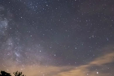 Trees iPhone 5s Wallpapers