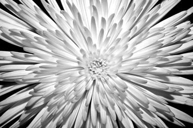 11 Refreshing Desktop Backgrounds To Celebrate Springtime