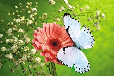 Free Butterfly Wallpapers Download ~ Toptenpack.com