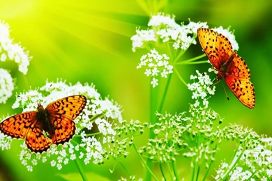 FreePhotoz Daily Wallpapers & Backgrounds   Animals > Butterflies