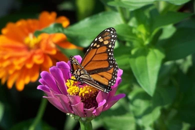 Butterfly Desktop Backgrounds   Wallpapers High Definition