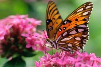 Wallpapers: Butterfly Desktop Wallpapers