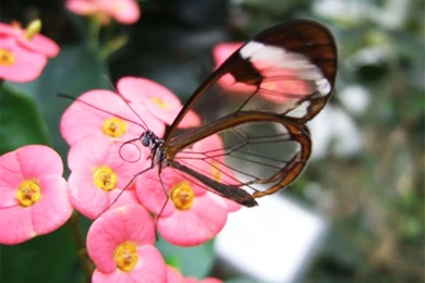 Desktop Wallpapers · Gallery · Animals · Butterfly Desktop ...