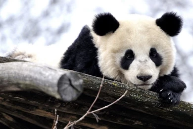 Free animal hd wallpapers 3.jpg