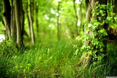 Summer HD Desktop Wallpapers : Widescreen : High Definition ...