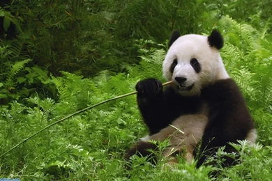 Panda Hd Wallpapers   26715