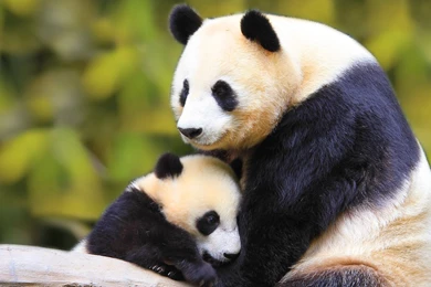 Cute Panda Wallpapers HD   CuteWallpaper.org