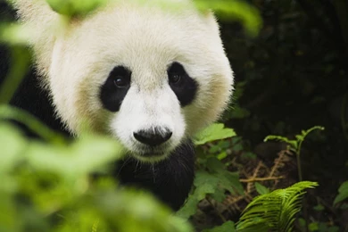 Panda Desktop HD Desktop Wallpapers 12389   HD Wallpapers Site