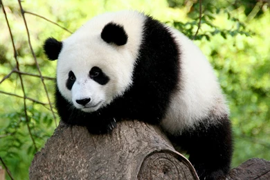 Giant Panda Photography HD Wallpapers.jpg