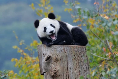 Pinocchio And Geppetto Wallpapers Mobile