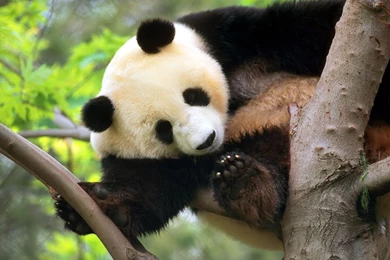 Panda Desktop Backgrounds Wallpapers