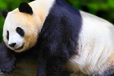 Panda Wallpapers 1920X1080 Wallpapers » WallDevil   Best Free HD ...