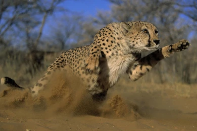 King Desktop Wallpaper, King Desktop Backgrounds