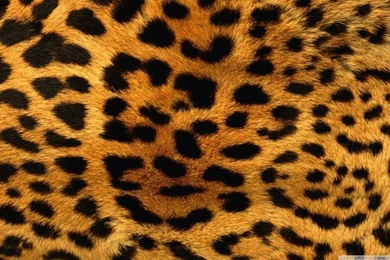 Cheetah Fur HD Desktop Wallpapers : High Definition : Fullscreen ...