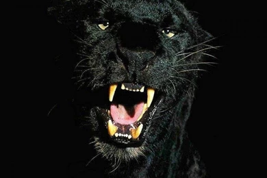 Black Cheetah Wallpapers