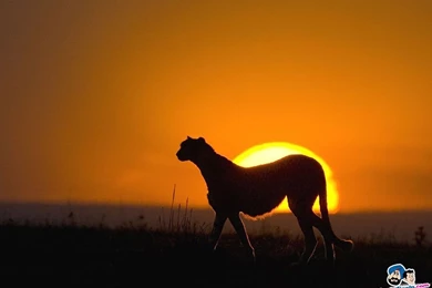 Free Download Cheetah HD Wallpapers