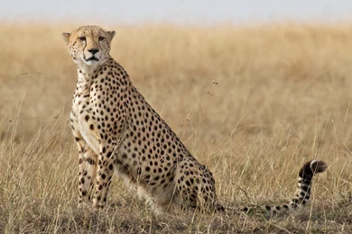 Cheetah Wallpapers :: HD Wallpapers