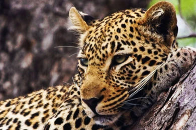 Leopard Computer Wallpapers, Desktop Backgrounds