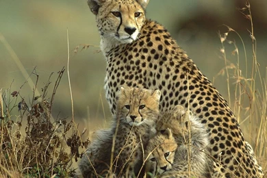 6863790 cheetah wallpapers   Wallpapers HD   Wallpapers HD 4K ...