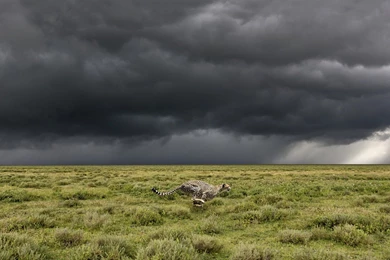 Wallpapers Running Cheetah 1920 X 1080 Full Hd   1920 X 1080   Full ...