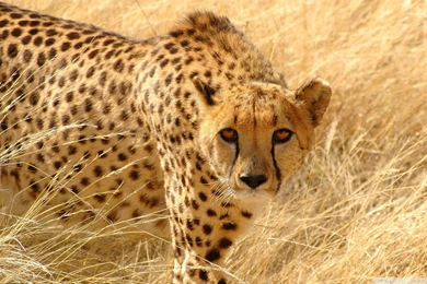 Gallery For   Free Live Wallpapers Of Wildlife