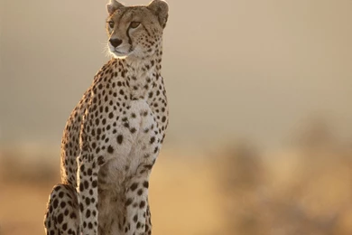 Female Cheetah Wallpapers